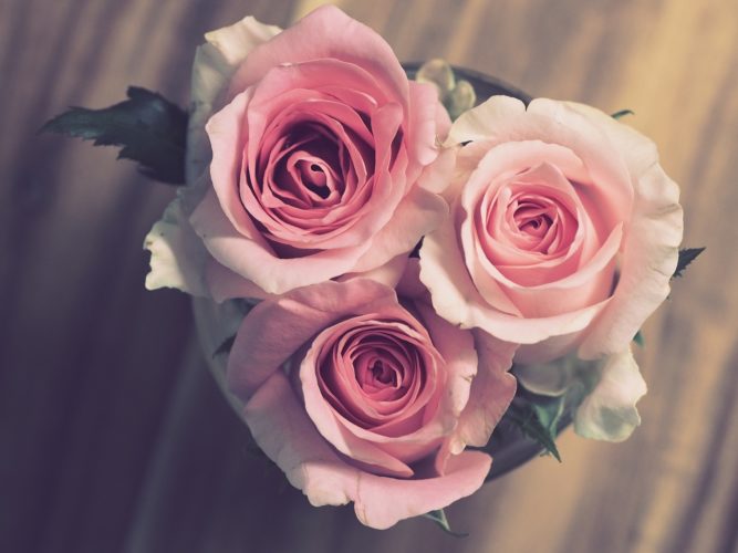 roses, pink, flower background